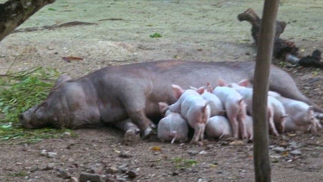 Piglets drinking their mother's milk