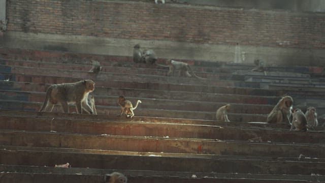 Monkeys Gathering on Sunlit Stone Steps