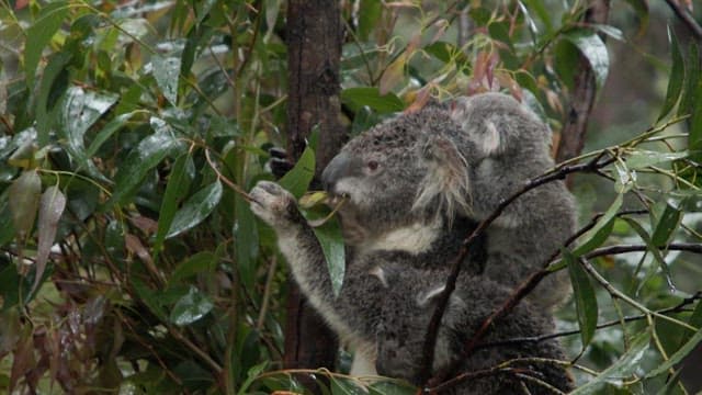 Koala Clinging to a Branch in the Rain