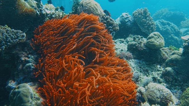 Fish in a Orange Sea Anemone