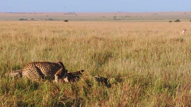 Cheetahs Confront Hyenas in the Savannah
