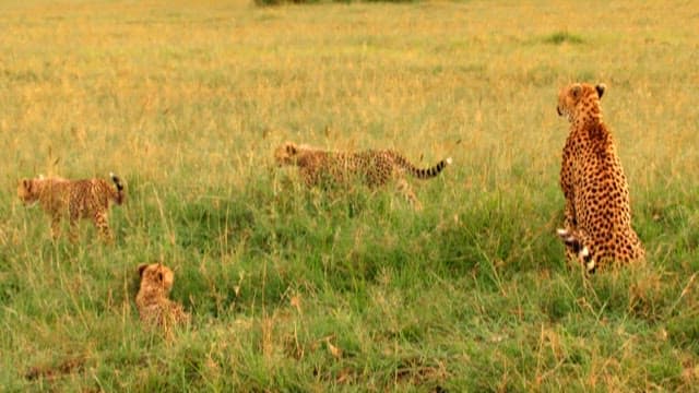 Cheetahs Resting and Playing in the Grass