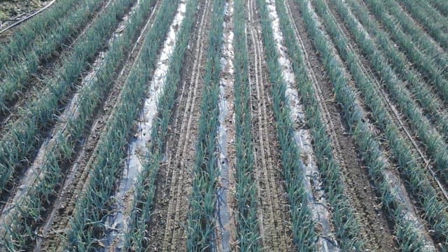 Rows of onion plants growing in a field