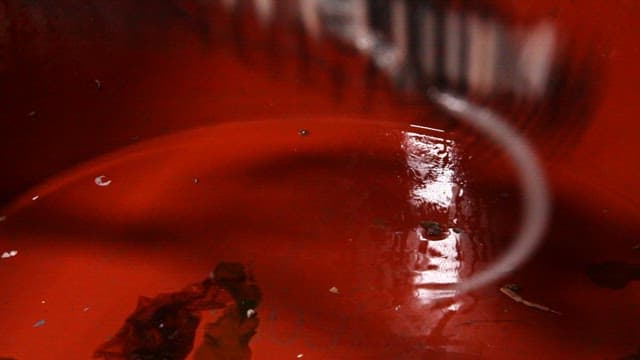 Octopus being moved from net to red basin