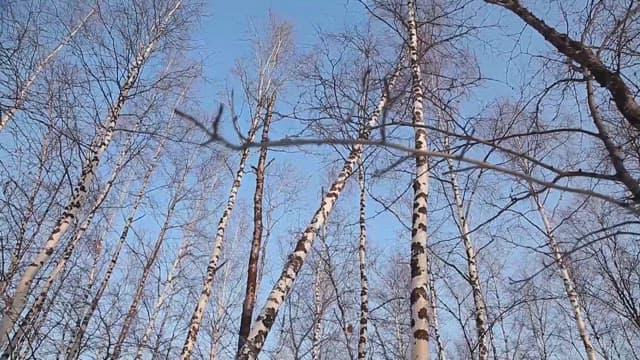 Birch Tree Falling in the Snow