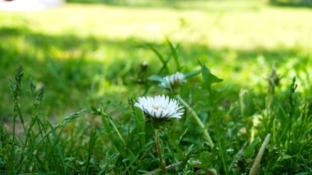 Dandelions blooming in a sunlit green field
