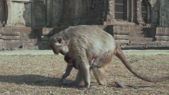 Monkey Walking Through an Ancient Ruins Holding its Baby