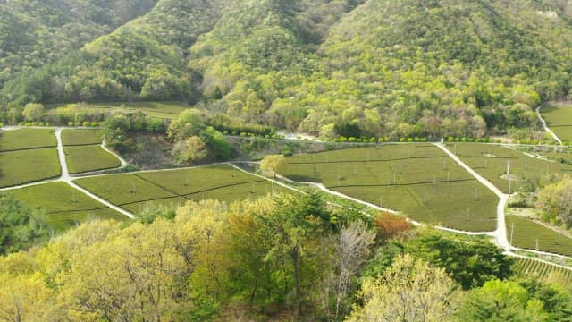 Large Green Tea Field on a Sunny Day