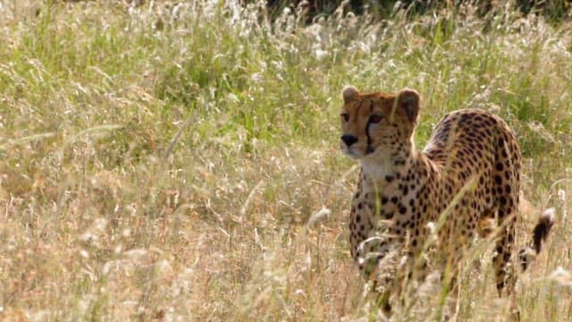 Cheetah Roaming in the Grasslands
