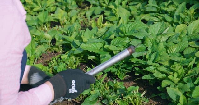 Hands Digging up Healthy and Fresh Vegetables