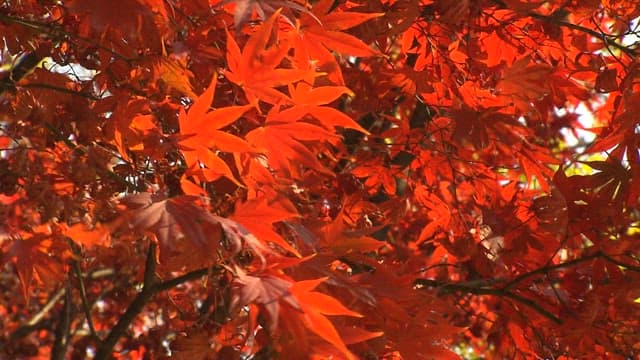 Red maple leaves swaying in the autumn wind