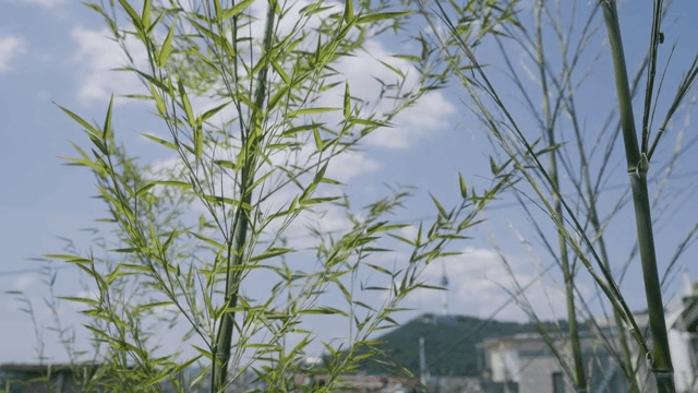 Green Bamboo with an Urban Backdrop and Sunny Day