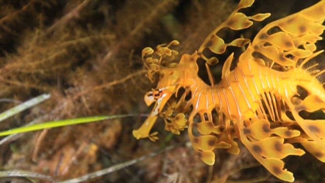 Leafy Seadragon Camouflaged Among Seaweed