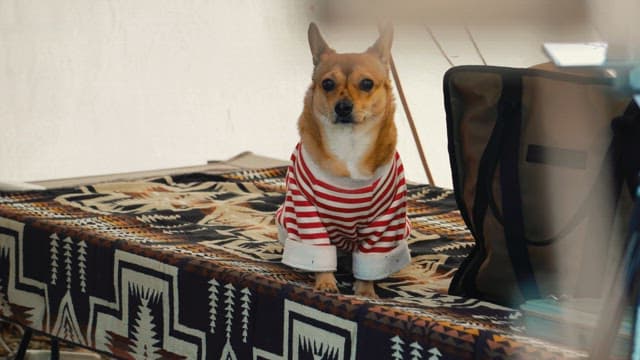 Dog in striped shirt seated on patterned textile