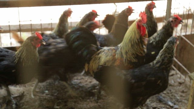 Korean native chickens in a coop
