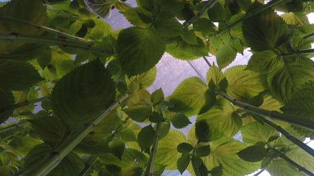 Fresh perilla leaves thriving in a greenhouse