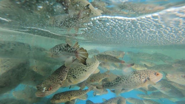 Fish swimming in a tank