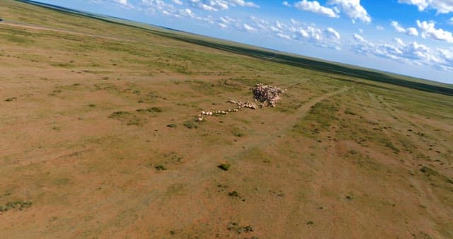 Herd of livestocks moving on a vast plain