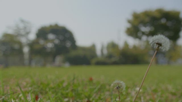 Dandelion in Focus with Blurred Park Background
