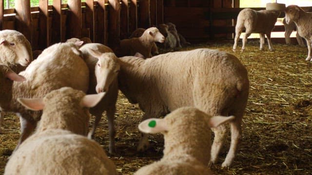 Sheep gathered inside a wooden barn during daytime.