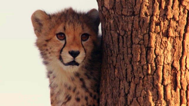 Cheetah Cub Peering Out from Behind Tree