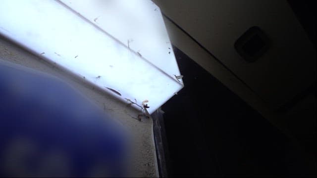 Insects Gathered on a Light Fixture