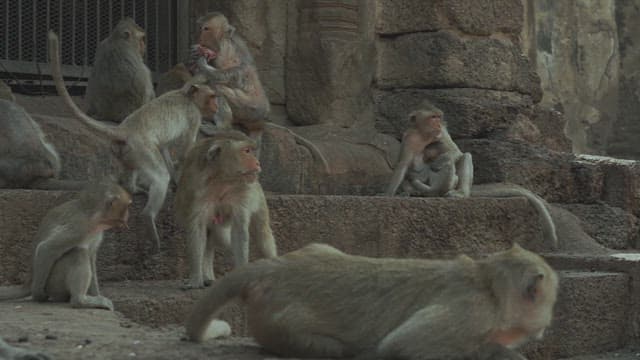 Monkeys Attacking Each Other in Stone Ruins