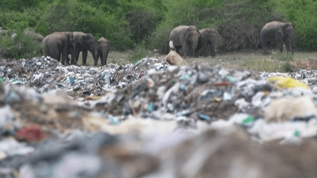 Elephants wandering through a littered landscape