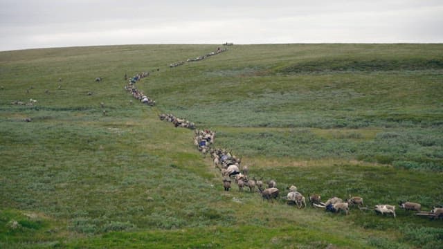 Reindeer herding across a vast green landscape