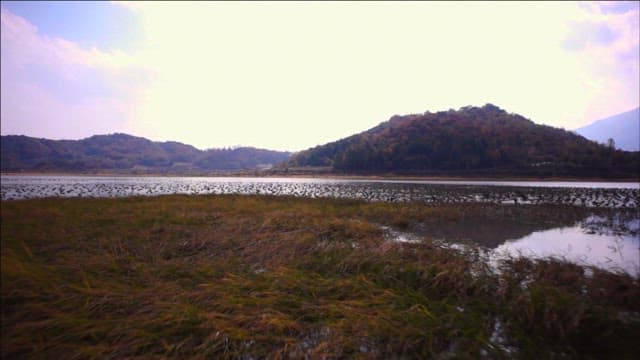 Flock of Birds Settling on a Lakeside