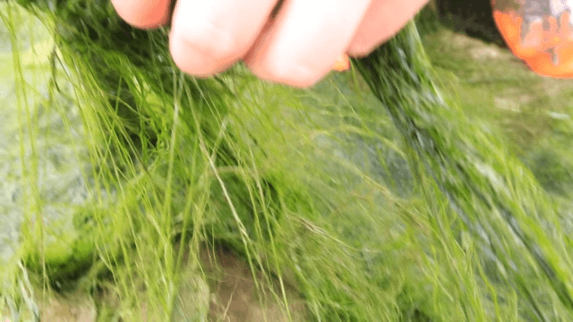 Person picking seaweed by hand in a field