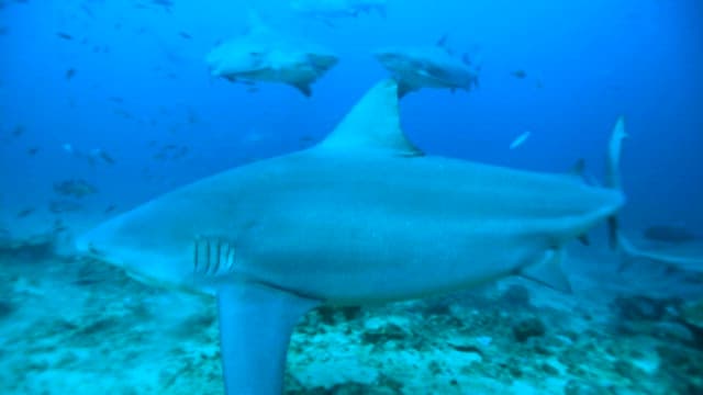 Underwater Scene with Schools of Sharks
