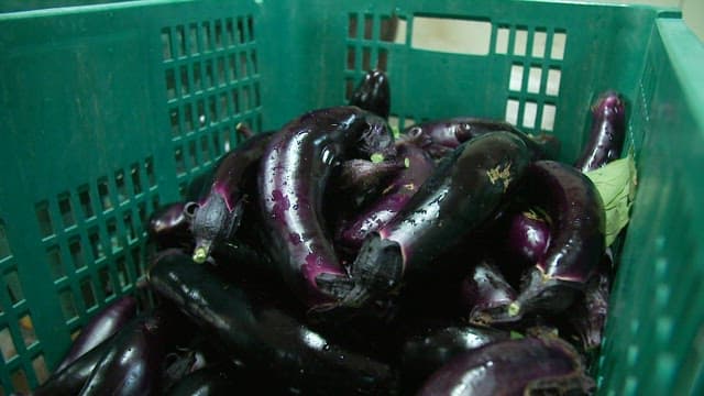 Eggplants in a green plastic crate