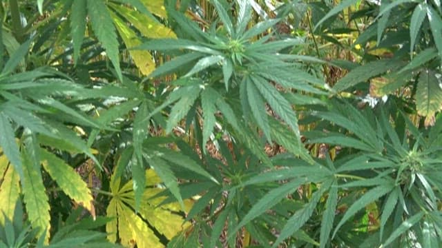 Lush Green Cannabis Plants Growing in Field
