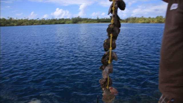 People who farm scallops