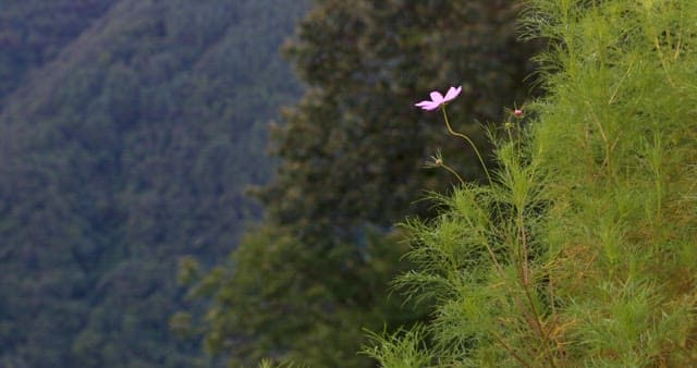 Solitary Flowers Overlooking Mountain