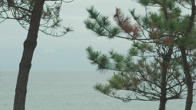 Serene Seascape Viewed Through Pine Trees