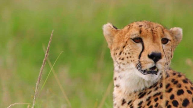 A Cheetah Observing Its Surroundings