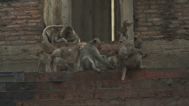 Monkeys Gathering on Stone Steps