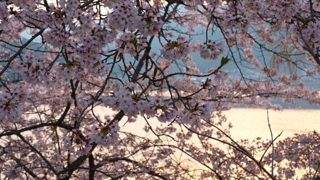 Cherry blossoms blooming by the riverside