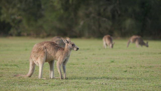 Koala Climbing in Its Natural Habitat