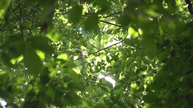 Sunlight Filtering Through Green Leaves