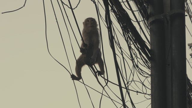 Monkey Moving Between the Wires of a Telephone Pole