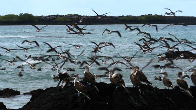 Flock of birds taking off from rocky shoreline