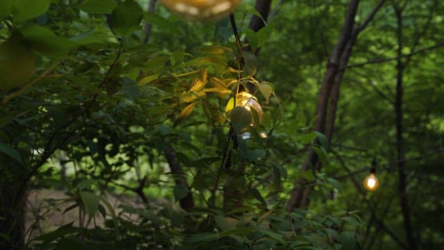 Illuminated bulbs nestled among green foliage
