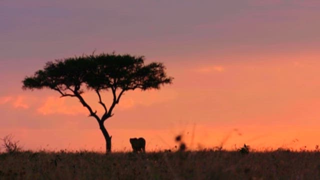 Serene Savannah at Dusk with Roaming Cheetahs