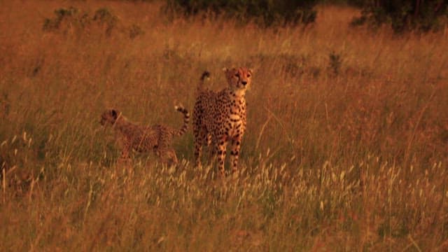 Mother Cheetah and Cubs in Savanna Grass
