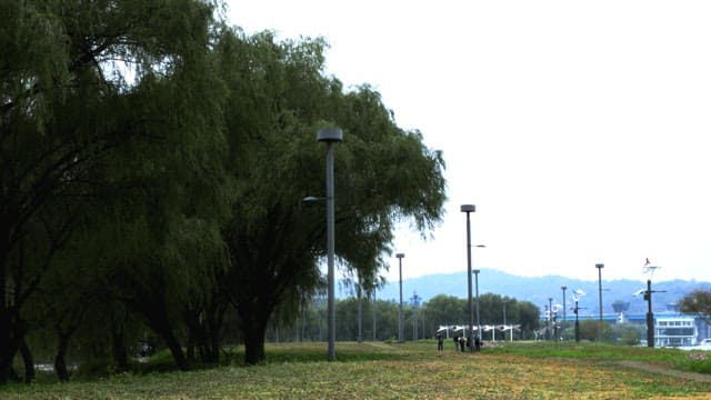 Peaceful Park with People and Willows