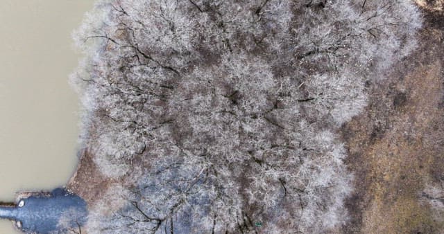 Snow-covered desolate forest full of leafless winter bare trees