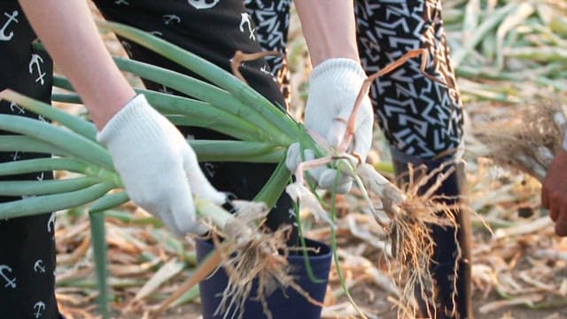 Farmers harvesting green onions in the field